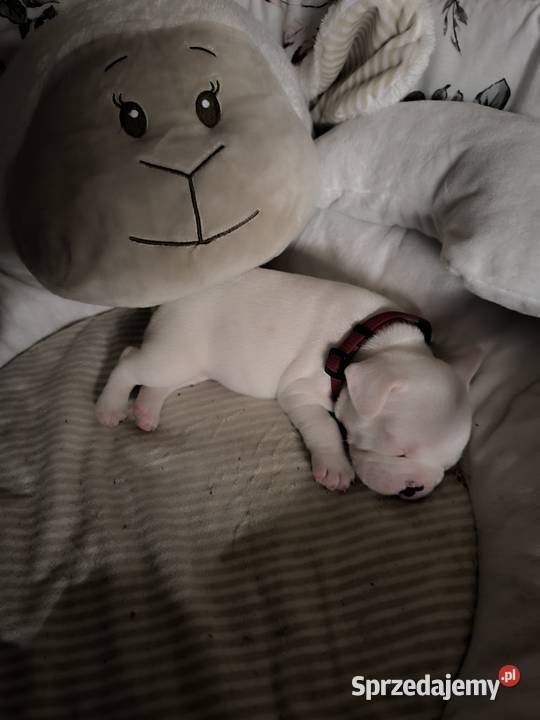 Szczenięta Buldoga Francuskiego Buldog Wodzisław Śląski