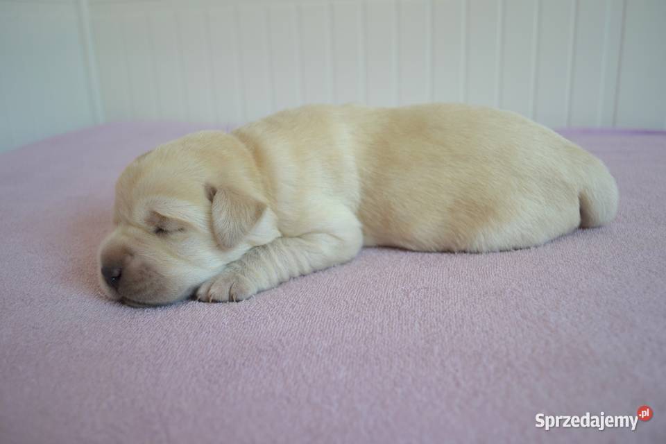 Szczeniaki Labrador Retriever czarne i Żelechlinek