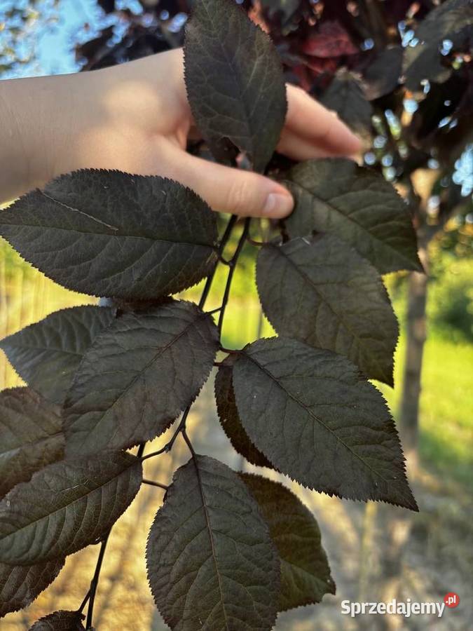Śliwa wiśniowa Pissardii wysokość 3m obwód 612 Liściaste Sompolno