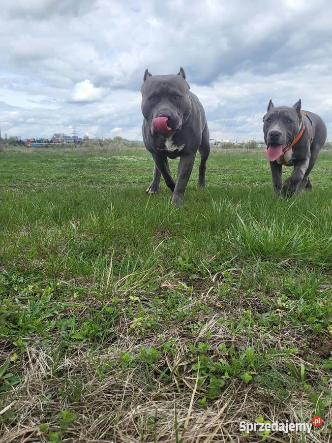 Szczeniaki American Bully XXL szukają domu wielkopolskie Konin