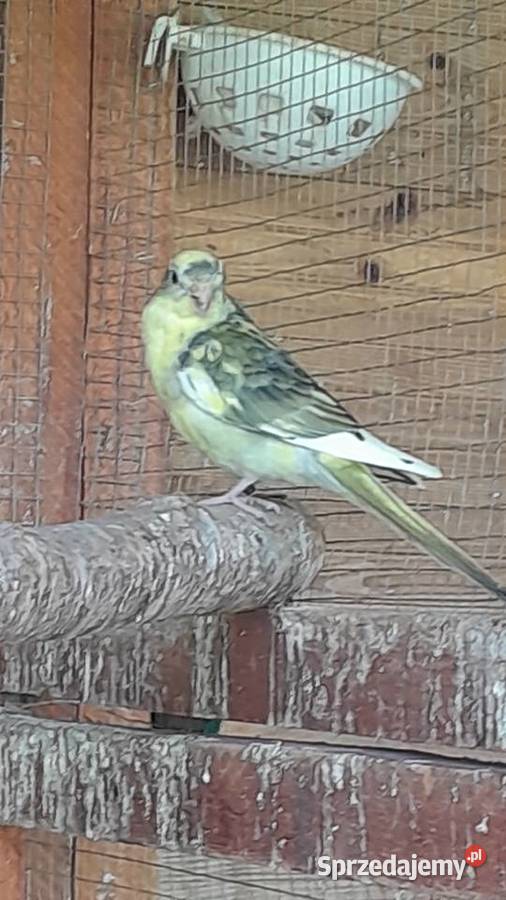 Świergotki zmienią woliere sprzedam