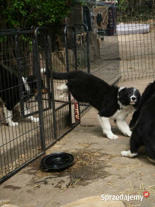 Hodowla FCI oferuje szczenięta border collie Pozostałe Milanówek