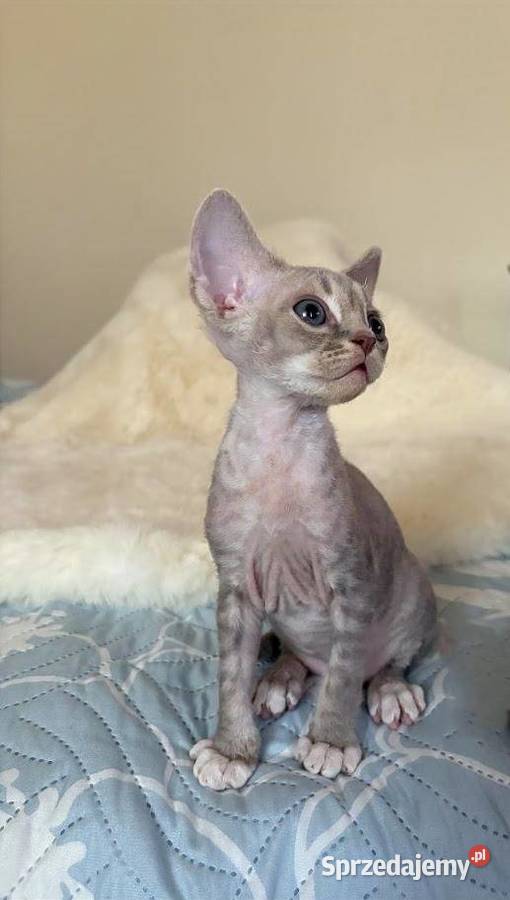 Devon Rex cudowny Kocurek bicolor liliowy Ustroń