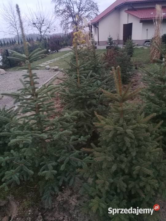 Choinki świerki srebrne Mielec sprzedam