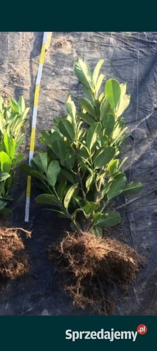 Laurowiśnia 80 WYPRZEDAŻ Jarosław