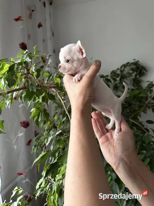 Maleńki szczeniak chihuahua Szczecin