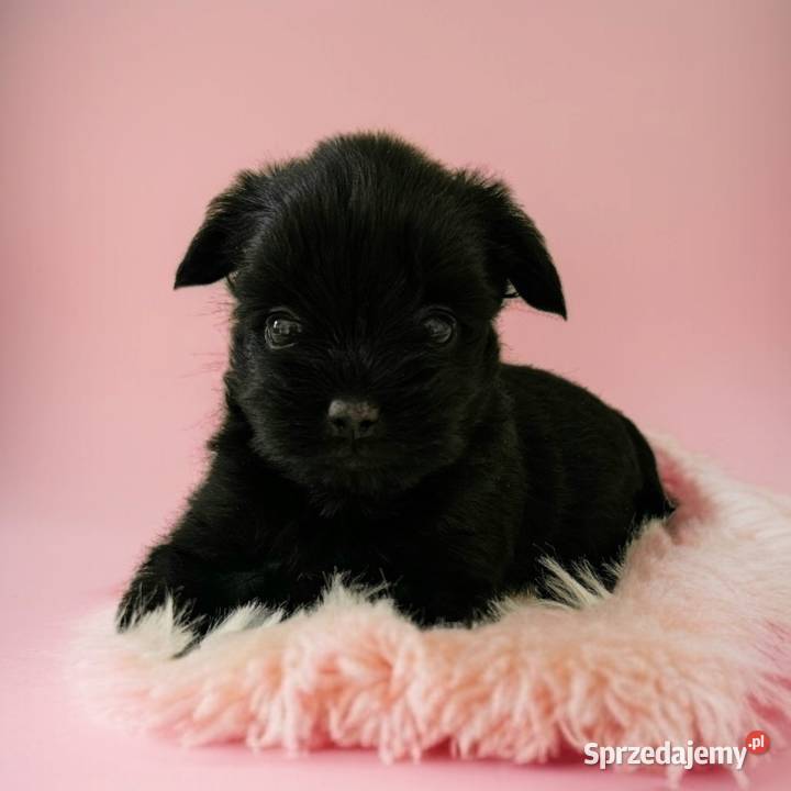 Cała Czarna Suczka York Bez Bieli UNIKATOWA Opole