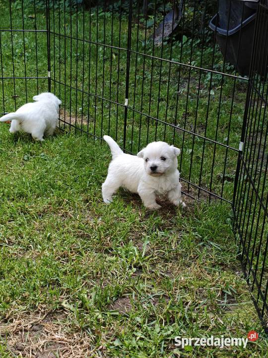 Szczenięta West Highland White Terrier terrier Gościszewo