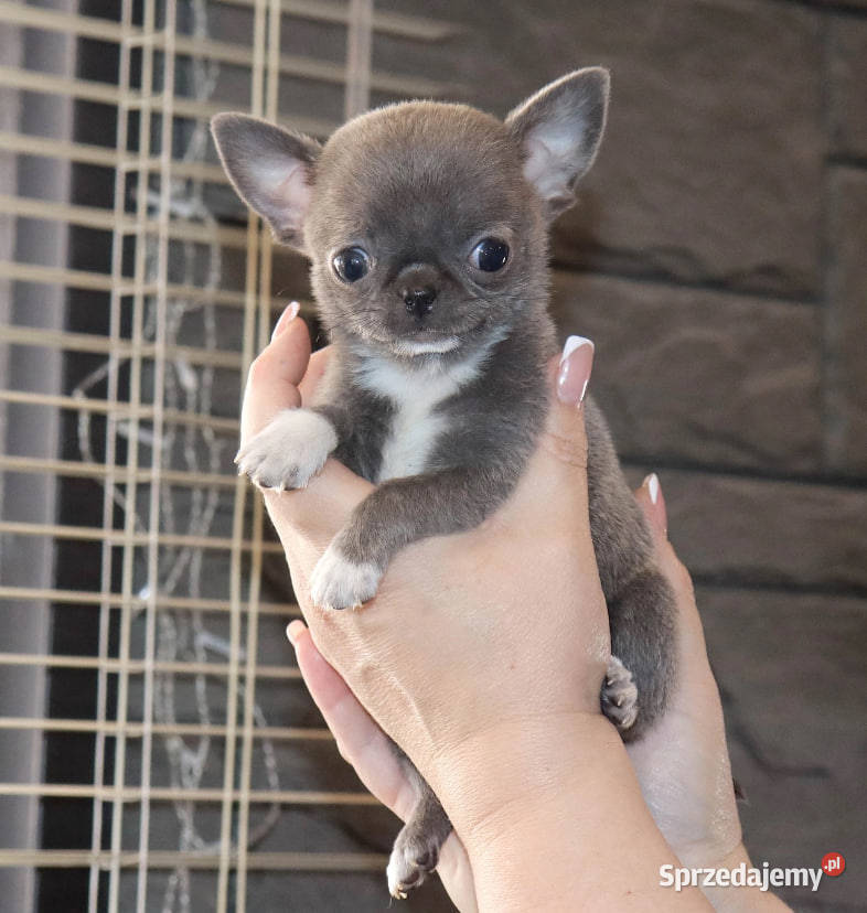 Szczeniaki Chihuahua