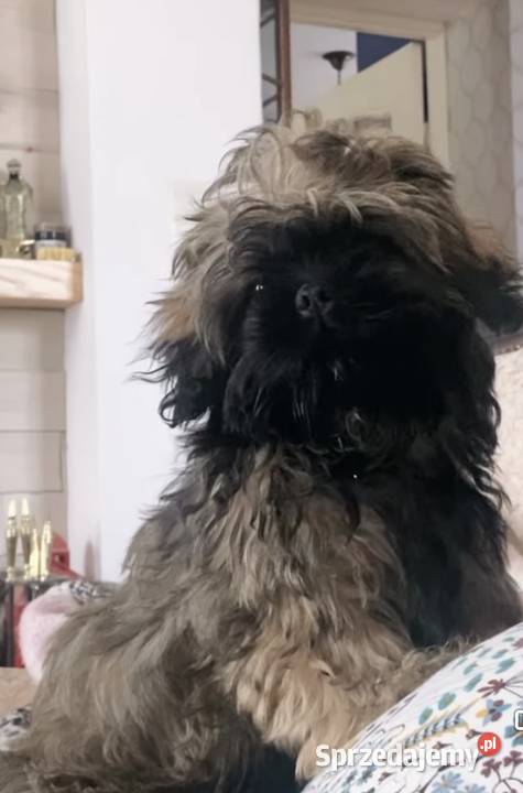 Shih Tzu Ares z rodowodem z hodowli Żywe Srebro z Leśnego Zakątka Shih Tzu Ares z rodowodem z hodowli Żywe Srebro z Leśnego Zakątka