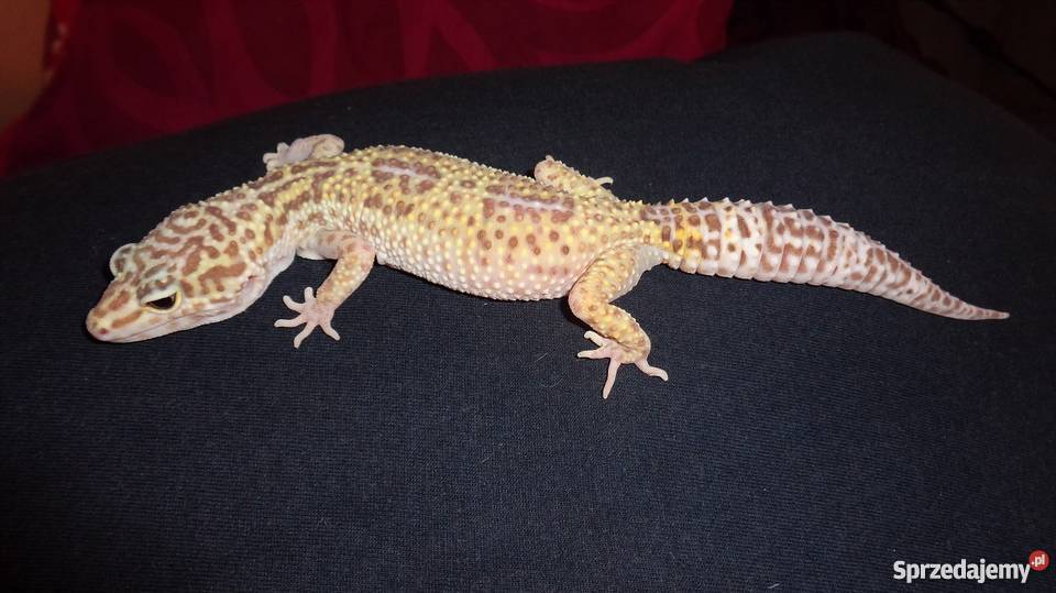 Gekon Lamparci śląskie