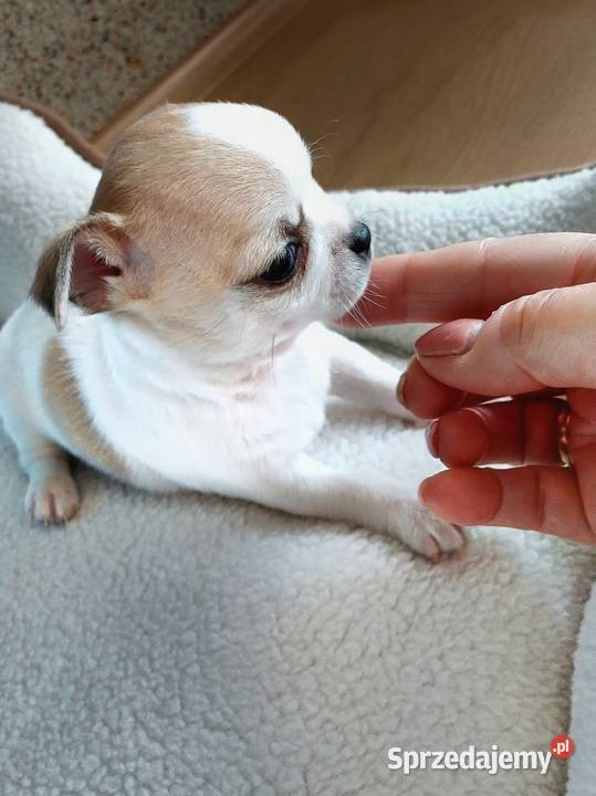 Biała Zjawiskowa Dziewczynka Chihuahua Zgierz