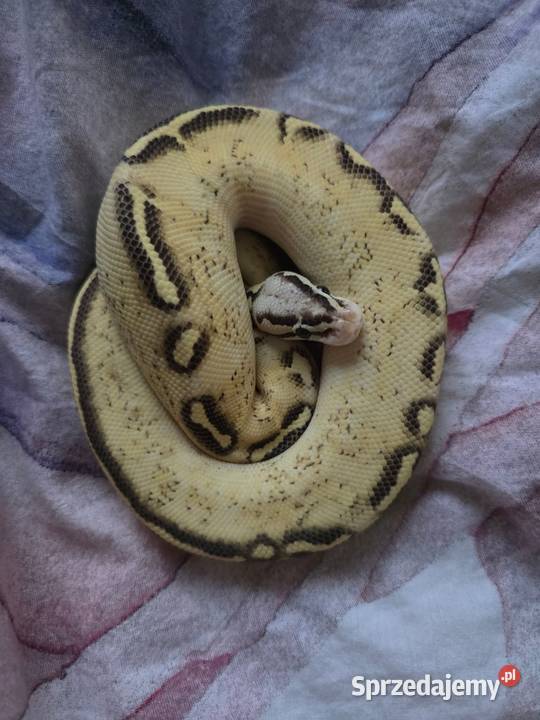 Firefly Freeway samiec Warszawa