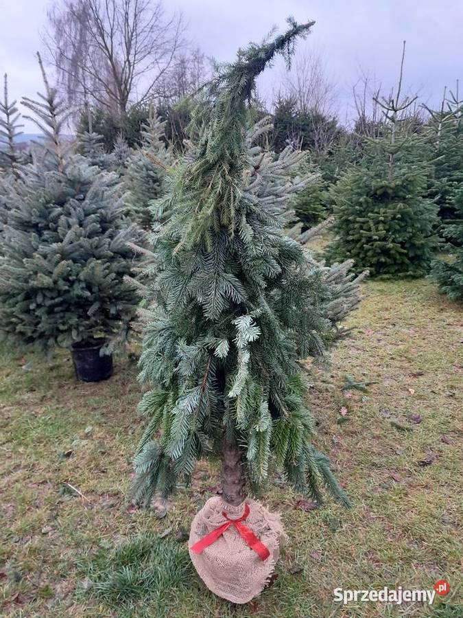 Choinki świerk jodła hurt detal świętokrzyskie Śniadka Druga