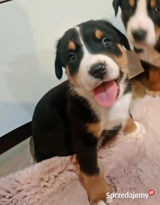 Szczenięta Duży szwajcarski pies pasterski duży dolnośląskie sprzedam