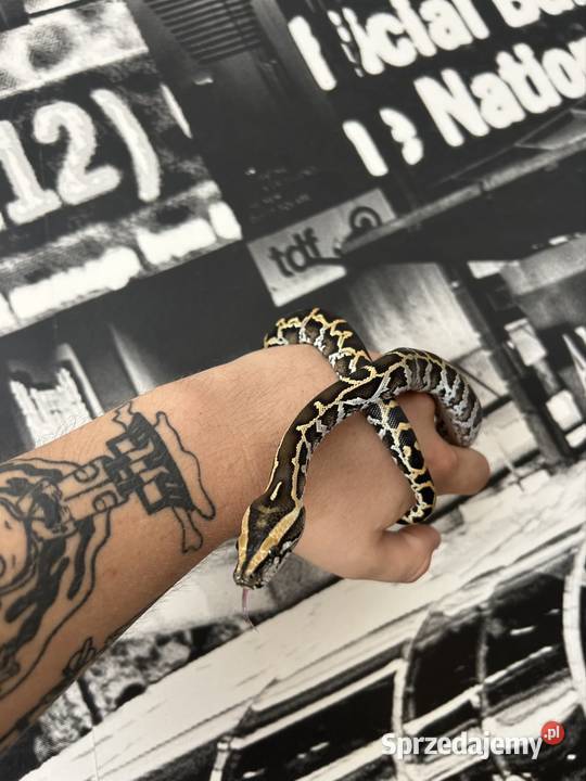 Pyton Birmański Classic 100 het Pied 50 albino Suchedniów
