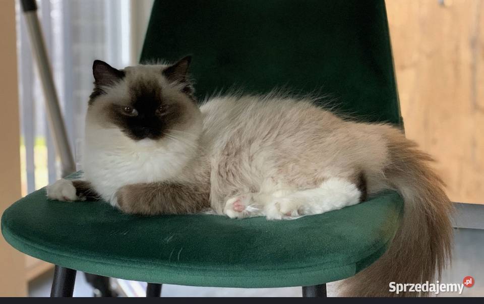 Łagodna kotka Ragdoll śląskie Gliwice