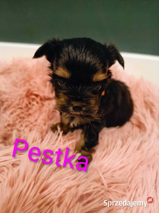 Yorkshire terrier