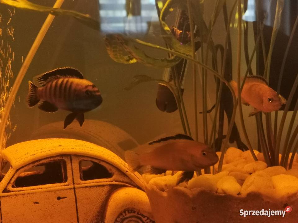 Ryby Rybki Akwariowe Akwaryjne Pyszczaki Grodzisk Wielkopolski