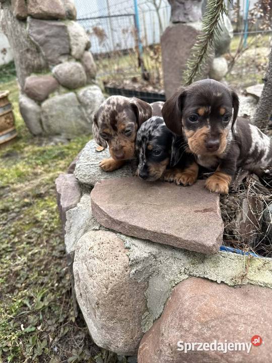 Jamniczek Choco merle Czekoladowy Żychlin