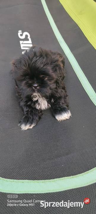 Shih TZU śliczny piesek trikolor sprzedam