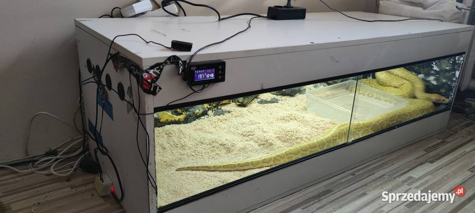 Pyton Tygrysi Czeladź