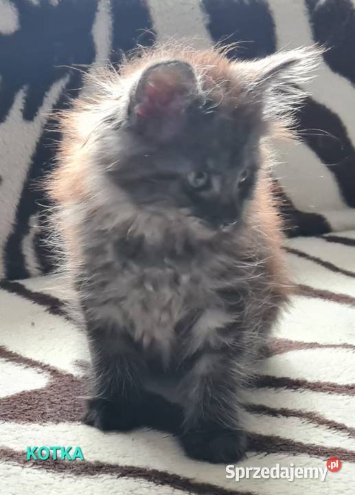 Kociaki szukają nowego domu Opole