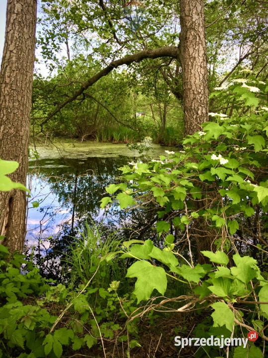 Działka pod zabudowę jednorodzinną 5057 m Mariew utwardzona