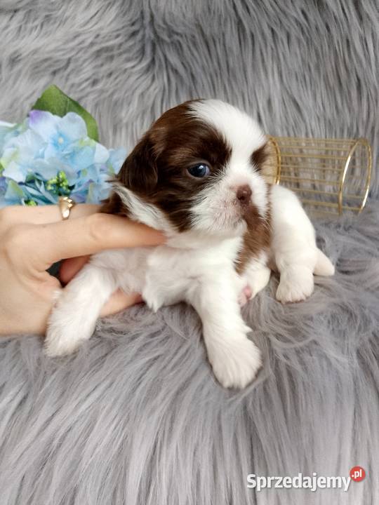Biało czekoladowy piesek rasy ShihTzu Namysłów