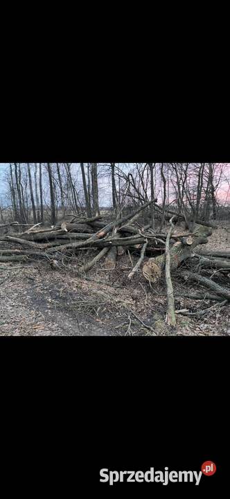 Sprzedam drewno dębowe odbiór własny z lasu Pułtusk