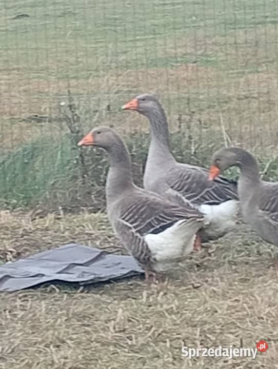 Gęsi landers i garbonose żywe i tuszki Lubiszyn