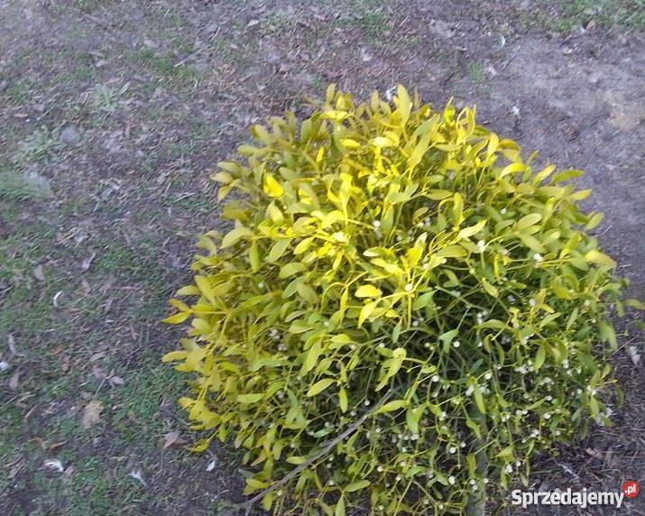 Sprzedam Jemiołę Jemioła hurt 1m3 80 Kule pęczki Piotrków Trybunalski