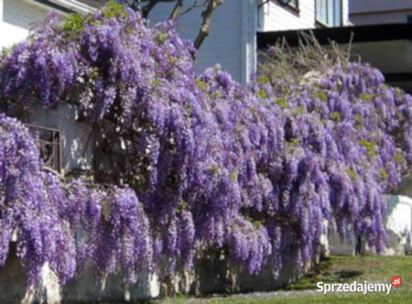 GLICYNIA CHIŃSKA Wisteria sinensis NASIONA 200 Lubanie