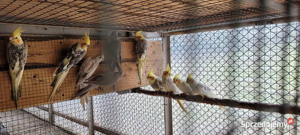 papugi nimfy Łaziska