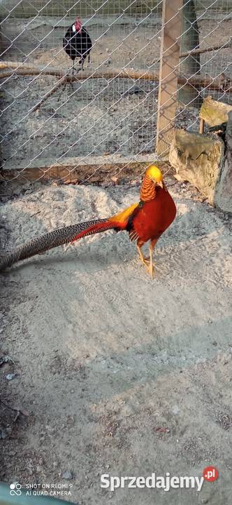 Do sprzedania bażant złocisty Krasnystaw sprzedam