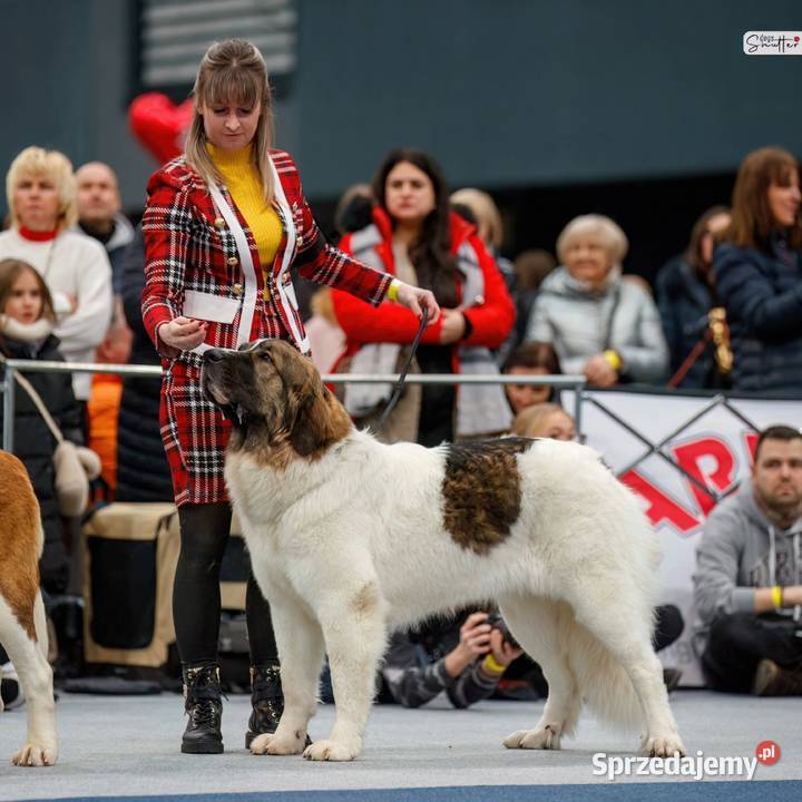 MASTIF PIRENEJSKI ZKWP FCI Pozostałe