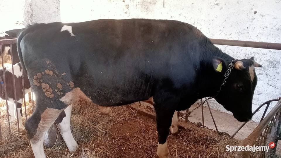 Byki opas do dalszej hodowli Sochaczew