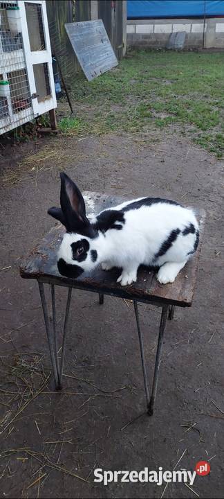 Spredam samice srokacz niemiecki