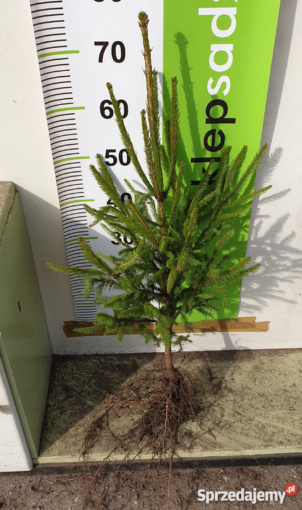 Świerk srebrny sadzonki Jodła kaukaska THUJA