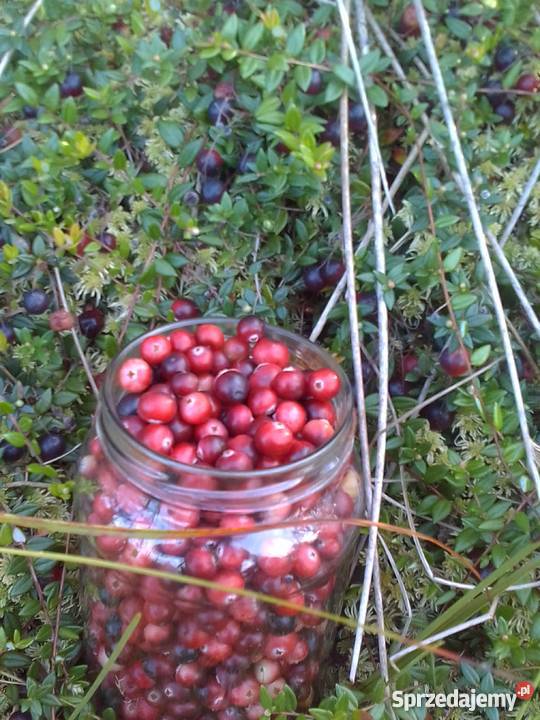 Żurawina bagienna Produkcja roślinna