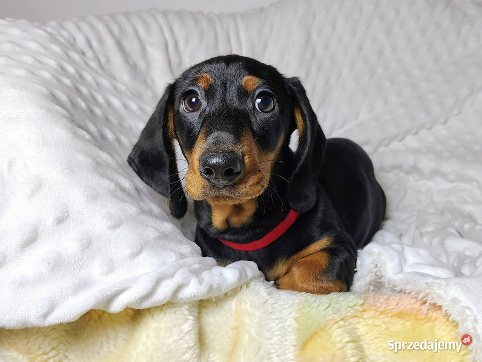 SAMIEC Jamnik krótkowłosy Czarny podpalany ARIES Kraków