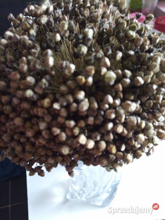 Ogórek rosyjski Odporny na zarazę nasiona Gruzin