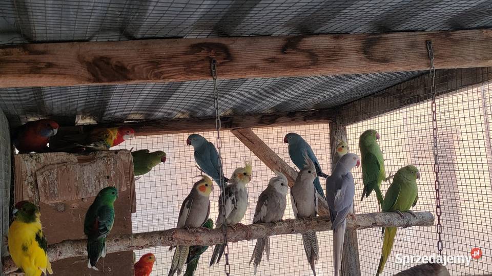 Papugi rozelle aleksandretty Ptaki