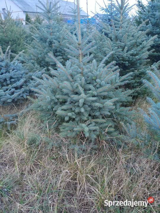 SWIERKI MALE DUZE KLUJACE SWIERKI ZAMOWIENIE Tuszyn sprzedam