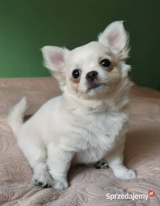 Chihuahua suczka długowłosa