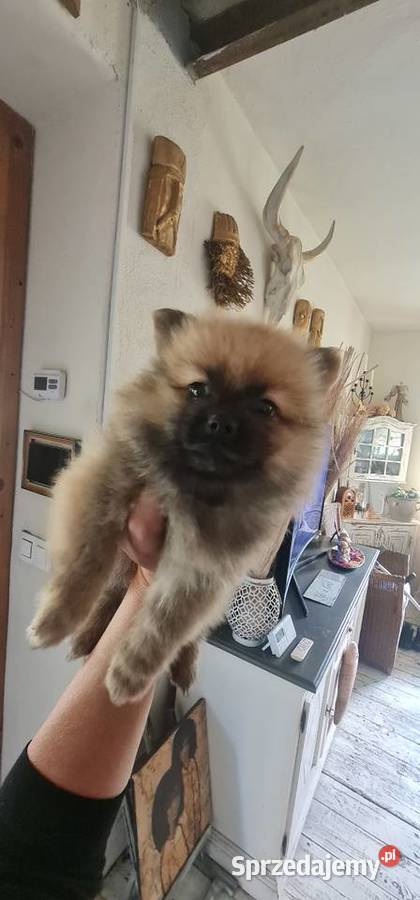 Pomeranian szpic miniaturowy szczeniaki suczki Frysztak