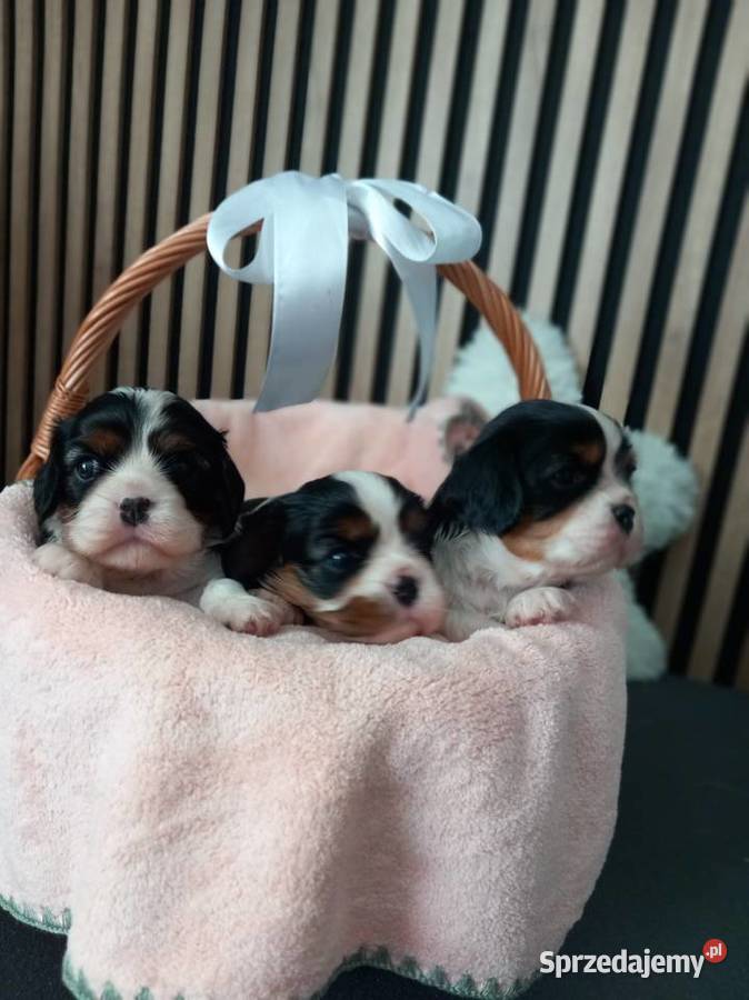 Cavalier King Charles Spaniel Strzelce Opolskie sprzedam