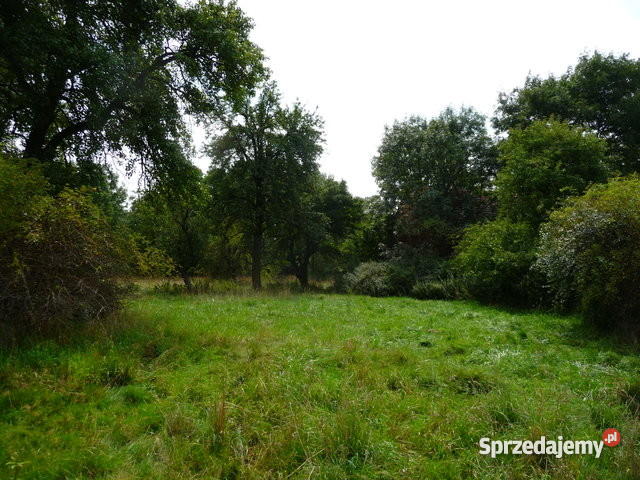 Gospodarstwo rolne zabudowania pole 598 h dolnośląskie Tymowa