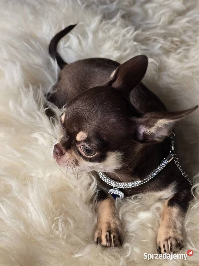 Chihuahua Czekoladowy Simba Xxs Chihuahua Bielsko-Biała