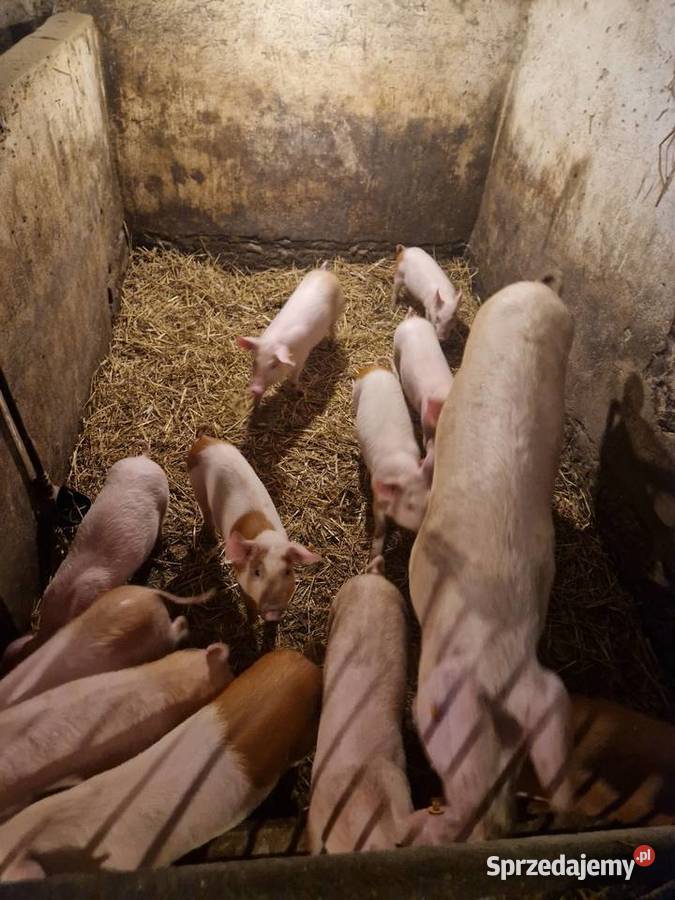Prosiaki prosięta warchlaki 30 sprzedam